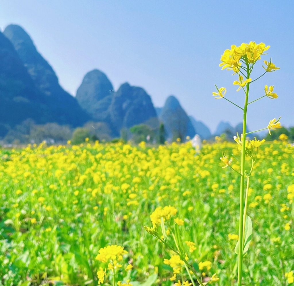 出租新能源指标价格趋势‌，北京车牌租赁一年费用，北京新能源车牌出租代办