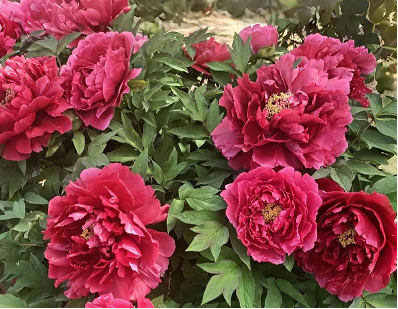 北京租电车牌儿一年多少钱？车牌出租一年费用、关于京牌租赁三年价格表