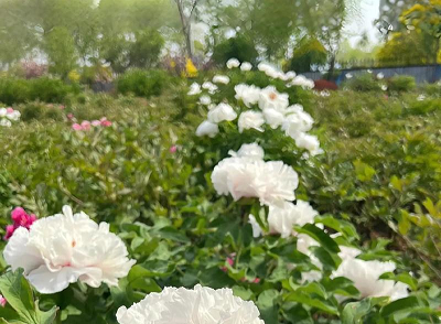 北京租车牌价格多少钱1年?闲置京牌租赁三年，五年费用报告