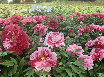 震惊！京牌租赁平台背后的隐秘门道大揭秘