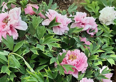 新能源车牌租赁平台，绿色出行的新选择