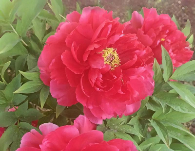 2025租一个京牌多少钱？北京租车牌一年、三年、五年什么流程(2025年3月上旬）