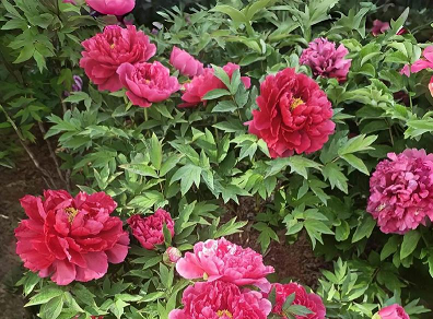 北京小客车指标新政策解析：如何才能快速获得名额？