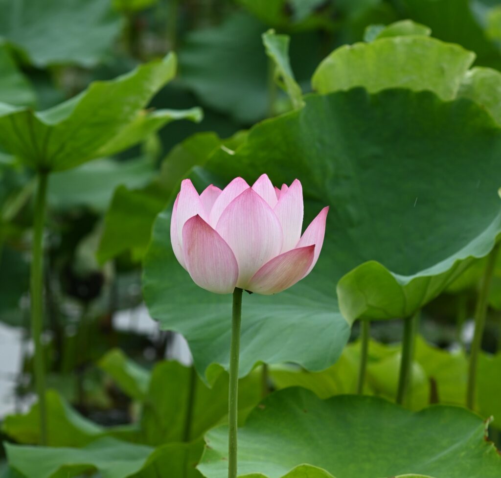 北京车牌照价格、京牌出租五年、十年多少钱(2025年3月最新报价）北京租车牌一年费用标准