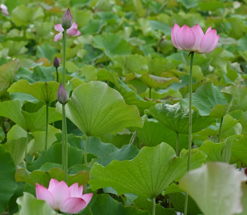 北京车牌出租价格解析，租用京牌一年，三年多少钱（2025年车牌租赁成本）